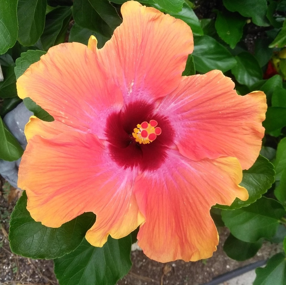 Meet your Posher, Betsy